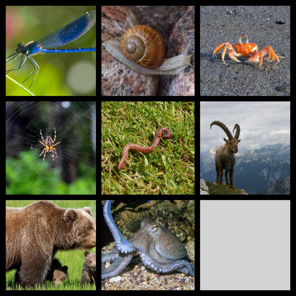 GLI ANIMALI by lorenzo - Illustrated by LORENZO ARCHETTI - Ourboox.com