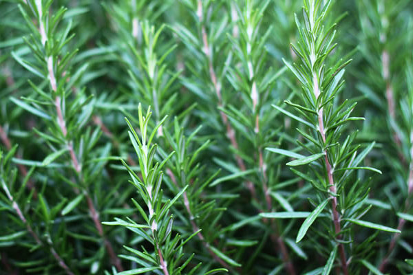 Pollo alla Franceschiello by Jacopo - Ourboox.com