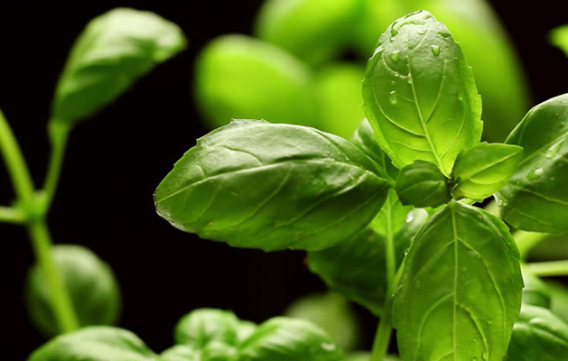 panzanella by nicholas stoppani - Ourboox.com