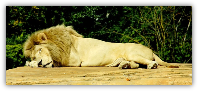 האריה והעכבר by Wejdan - Ourboox.com