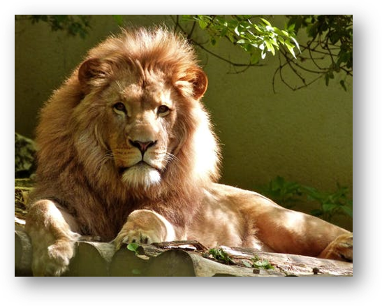 האריה והעכבר by Wejdan - Ourboox.com