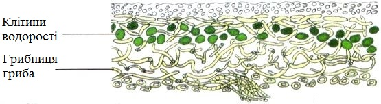 Лишайники by Tanyuritka - Ourboox.com