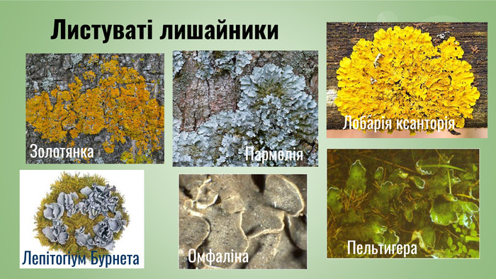 Лишайники by Tanyuritka - Ourboox.com