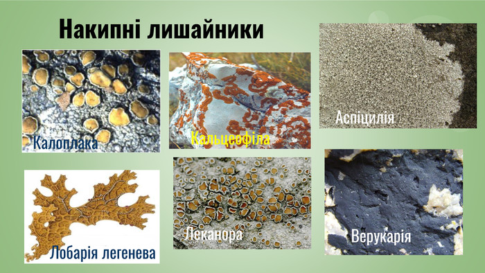 Лишайники by Tanyuritka - Ourboox.com