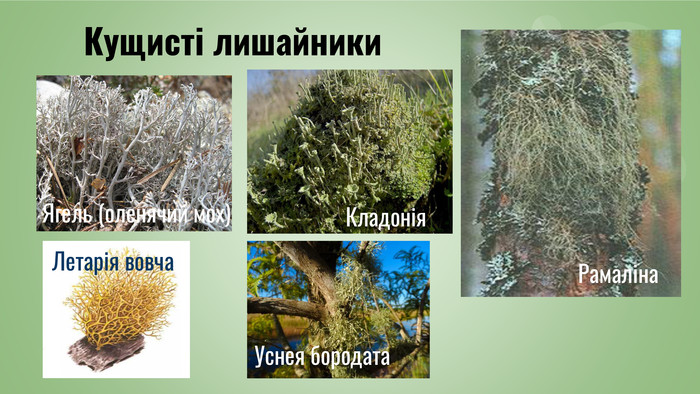 Лишайники by Tanyuritka - Ourboox.com