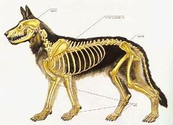 GLI ANIMALI by alessandra - Ourboox.com