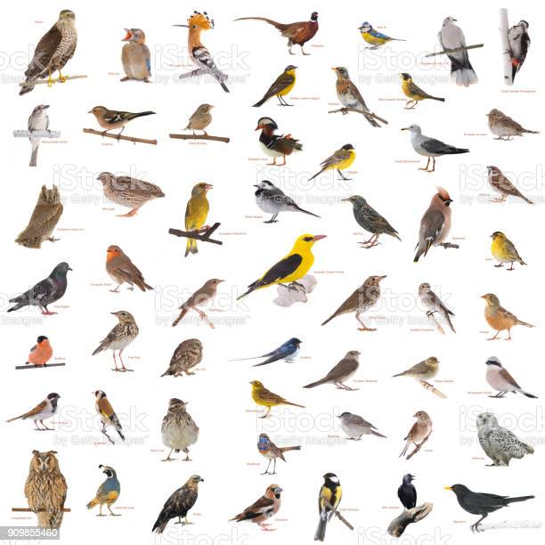 GLI ANIMALI by alessandra - Ourboox.com