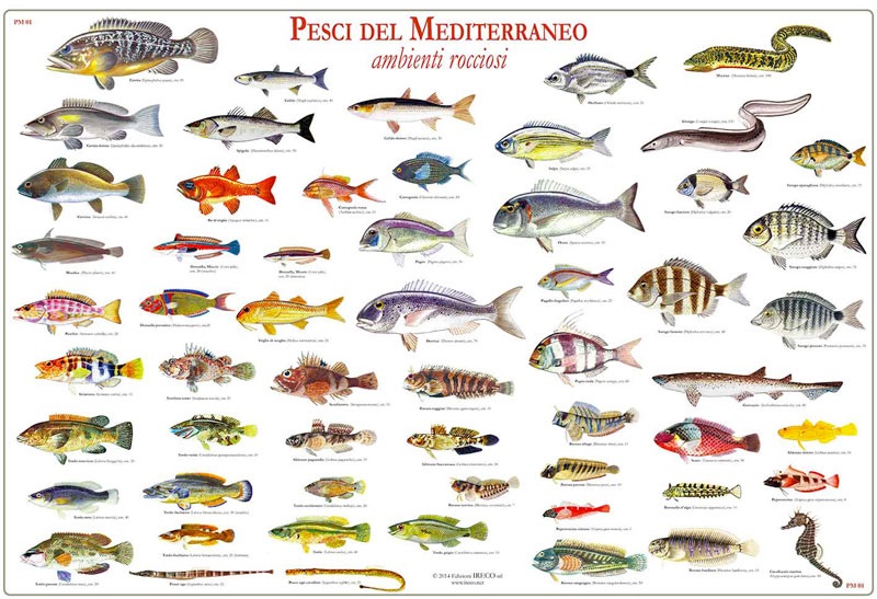 GLI ANIMALI by alessandra - Ourboox.com