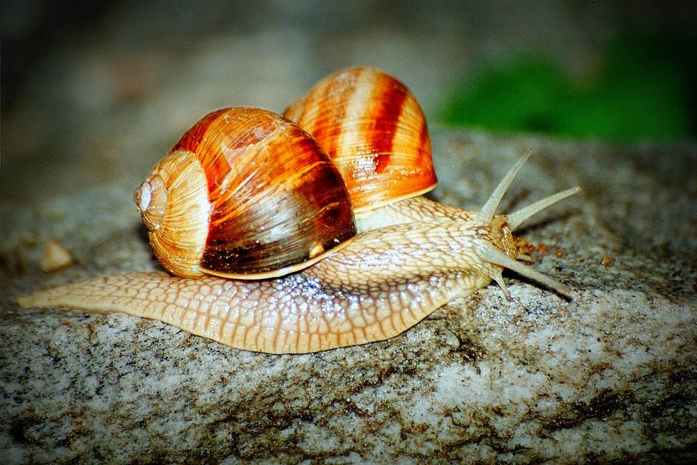 GLI ANIMALI by alessandra - Ourboox.com