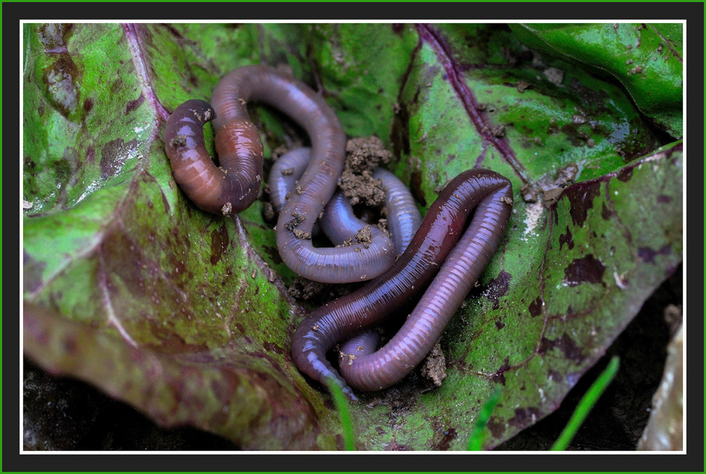 GLI ANIMALI by alessandra - Ourboox.com