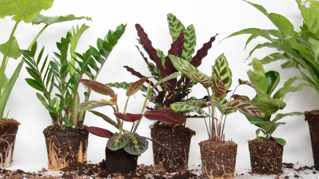 עולם של הצמחים by hnan - Illustrated by חנאן ואלא  - Ourboox.com