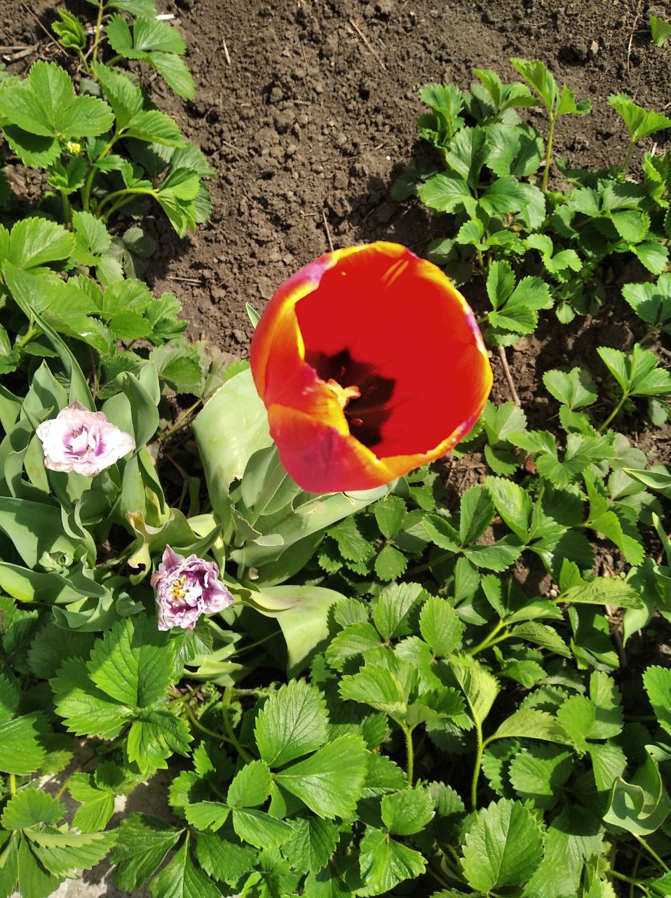 З днем матері by Tripalin Dima - Ourboox.com