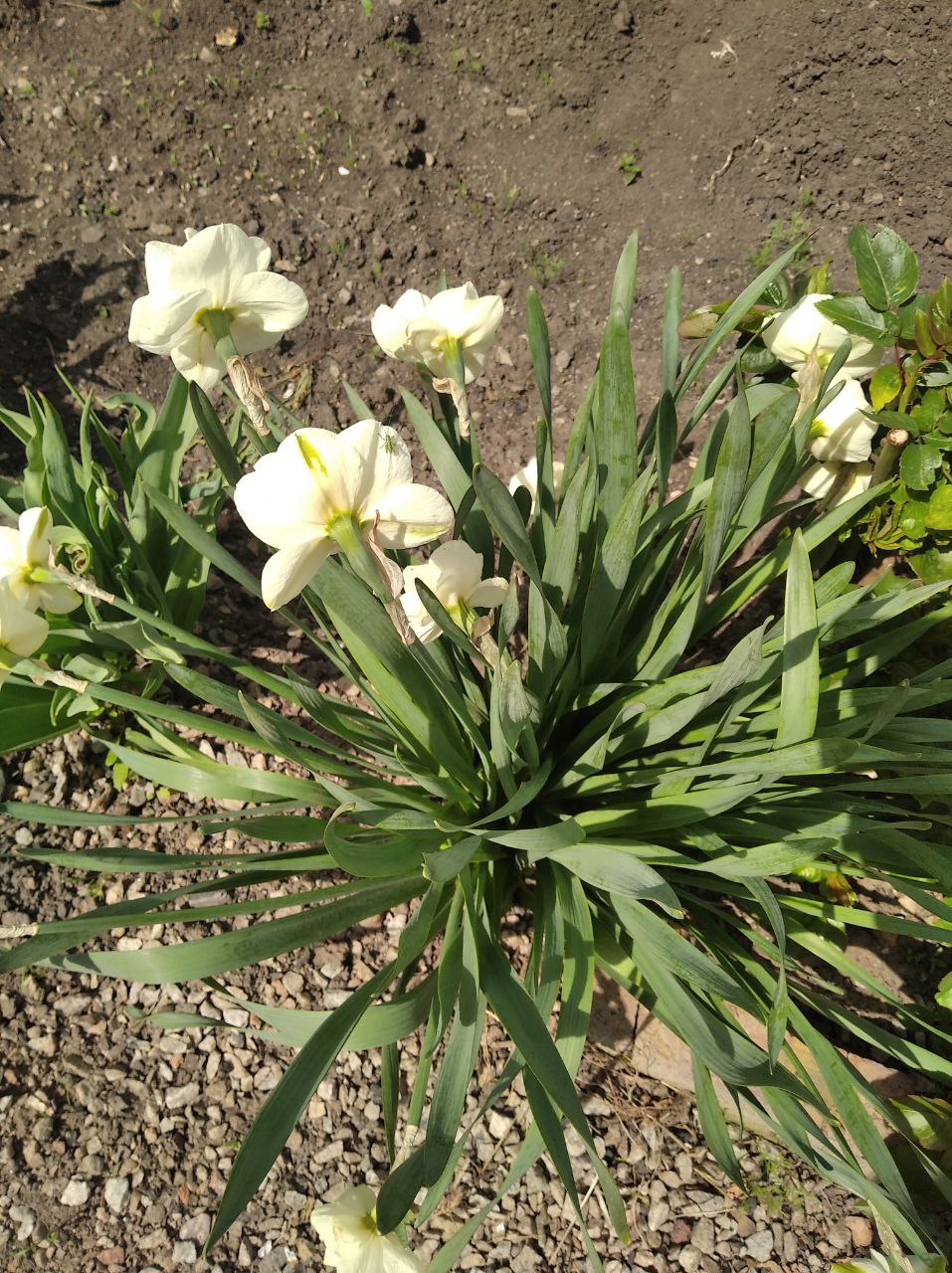 З днем матері by Tripalin Dima - Ourboox.com