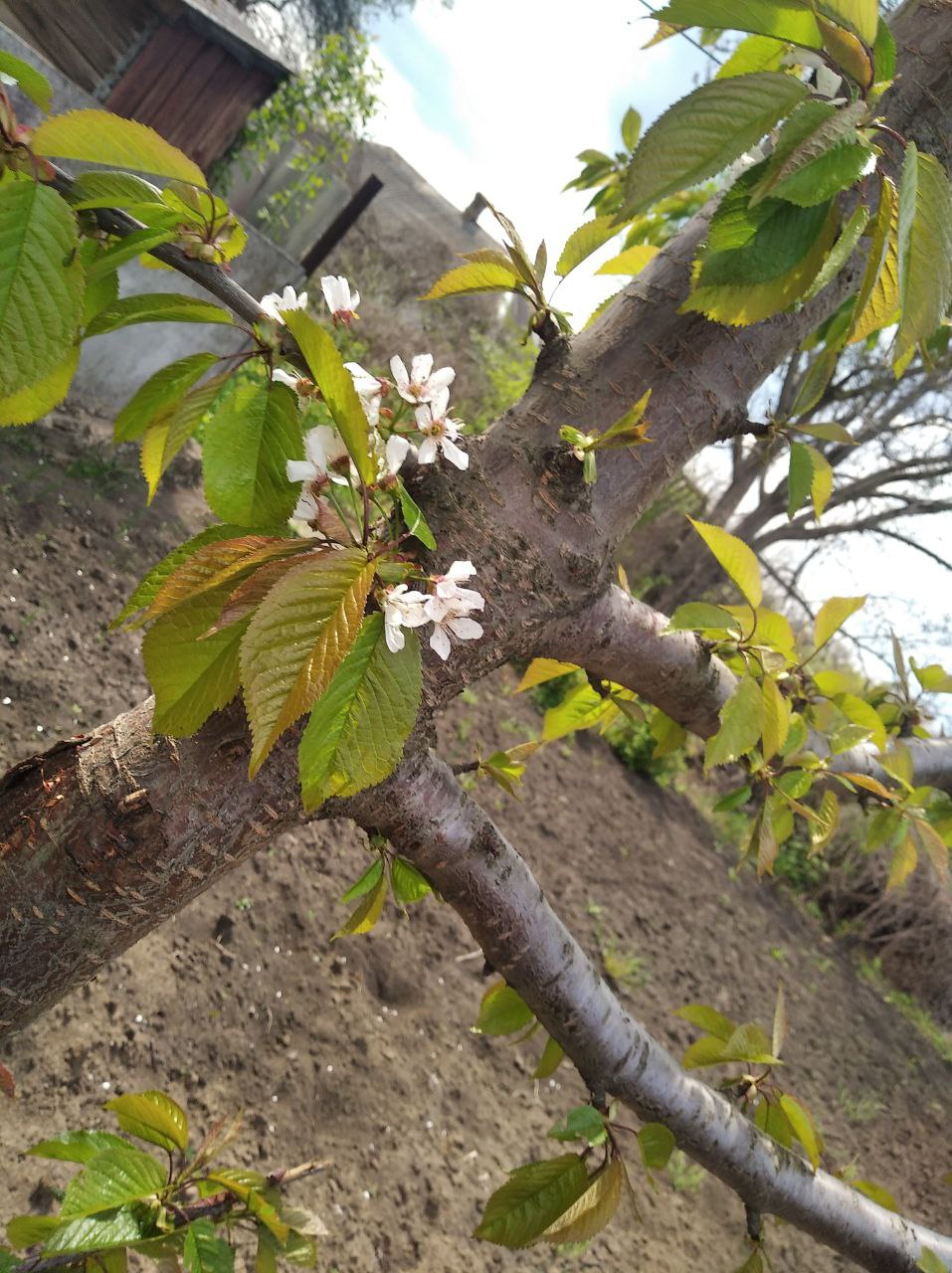 З днем матері by Tripalin Dima - Ourboox.com