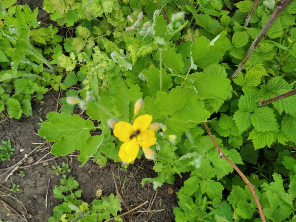 З днем матері by Tripalin Dima - Ourboox.com