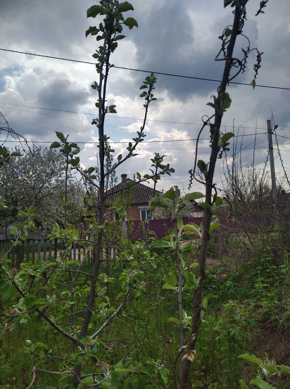 З днем матері by Tripalin Dima - Ourboox.com