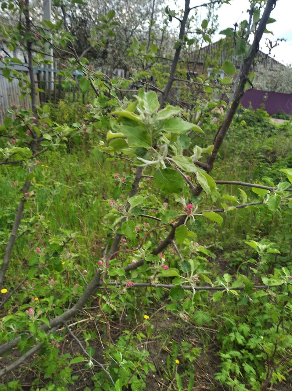 З днем матері by Tripalin Dima - Ourboox.com