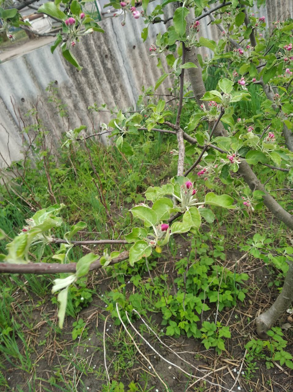 З днем матері by Tripalin Dima - Ourboox.com