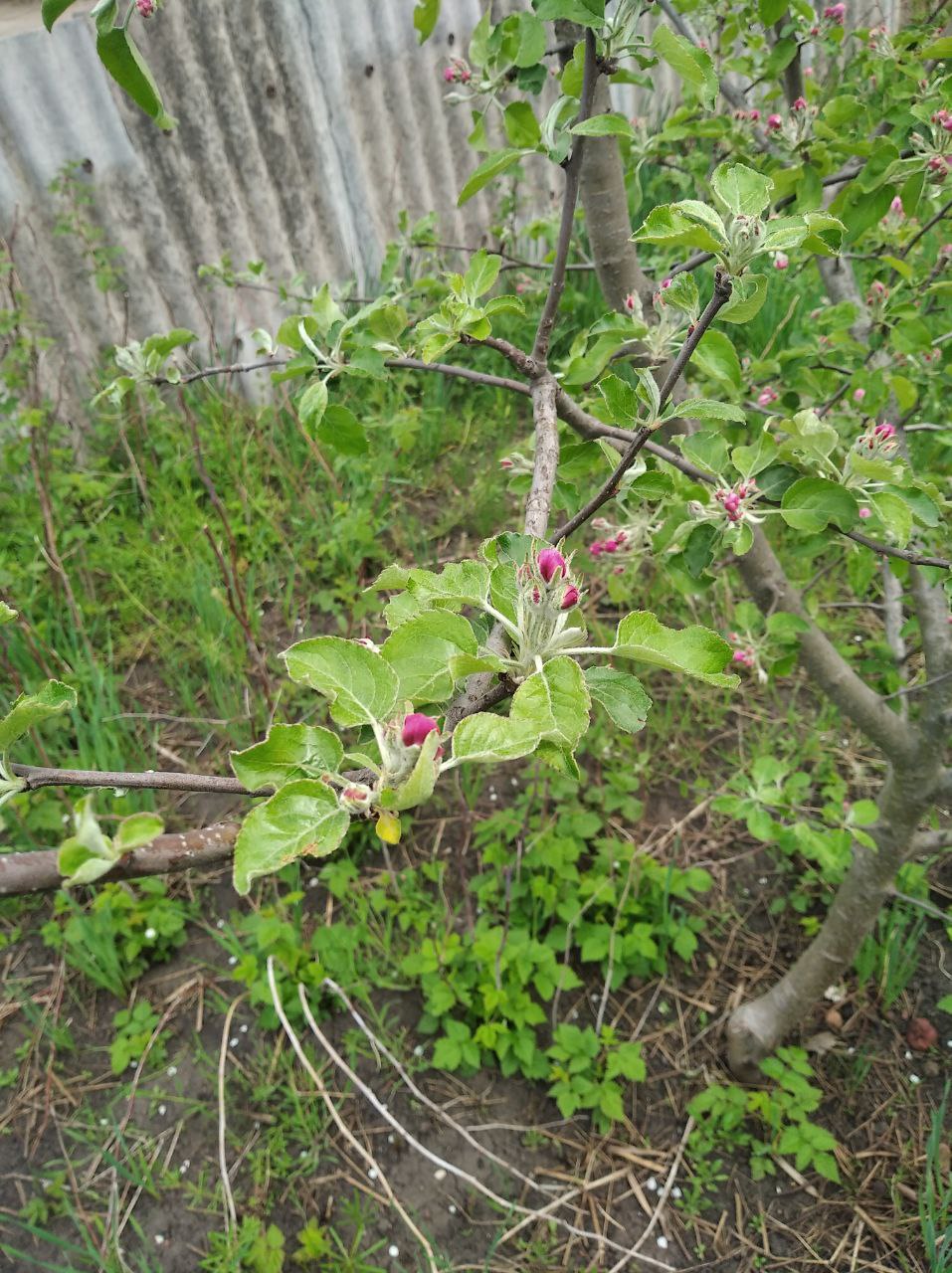 З днем матері by Tripalin Dima - Ourboox.com