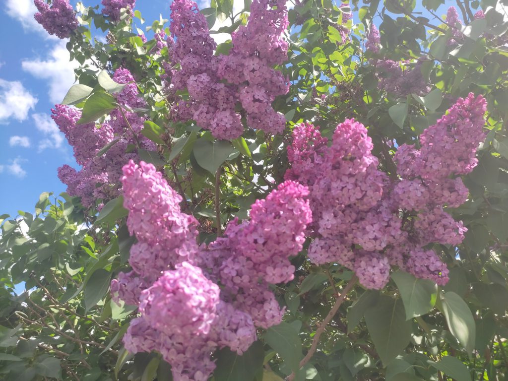 !!!З днем матері by Рєнат  - Ourboox.com