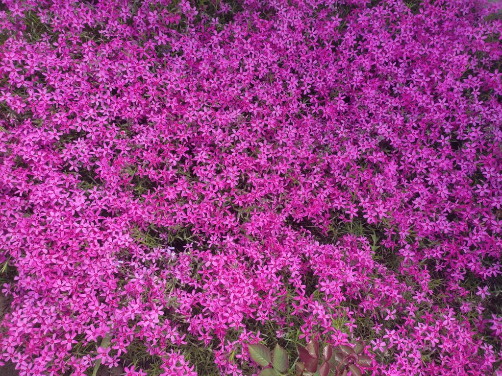 !!!З днем матері by Рєнат  - Ourboox.com