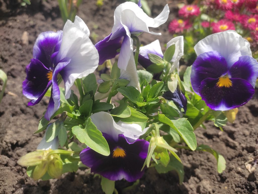 !!!З днем матері by Рєнат  - Ourboox.com