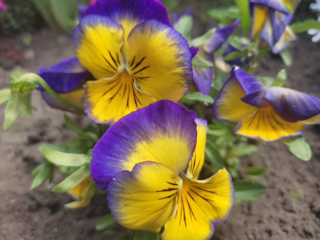 !!!З днем матері by Рєнат  - Ourboox.com