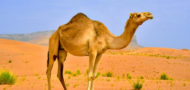 التكيف by yasmeen othman - Ourboox.com