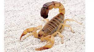 العقرب by ahmadabdnabi - Ourboox.com