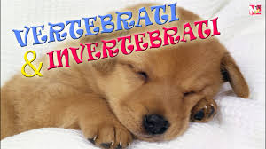 gli animali by luigi bettinsoli - Ourboox.com