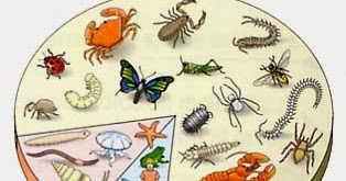 gli animali by luigi bettinsoli - Ourboox.com