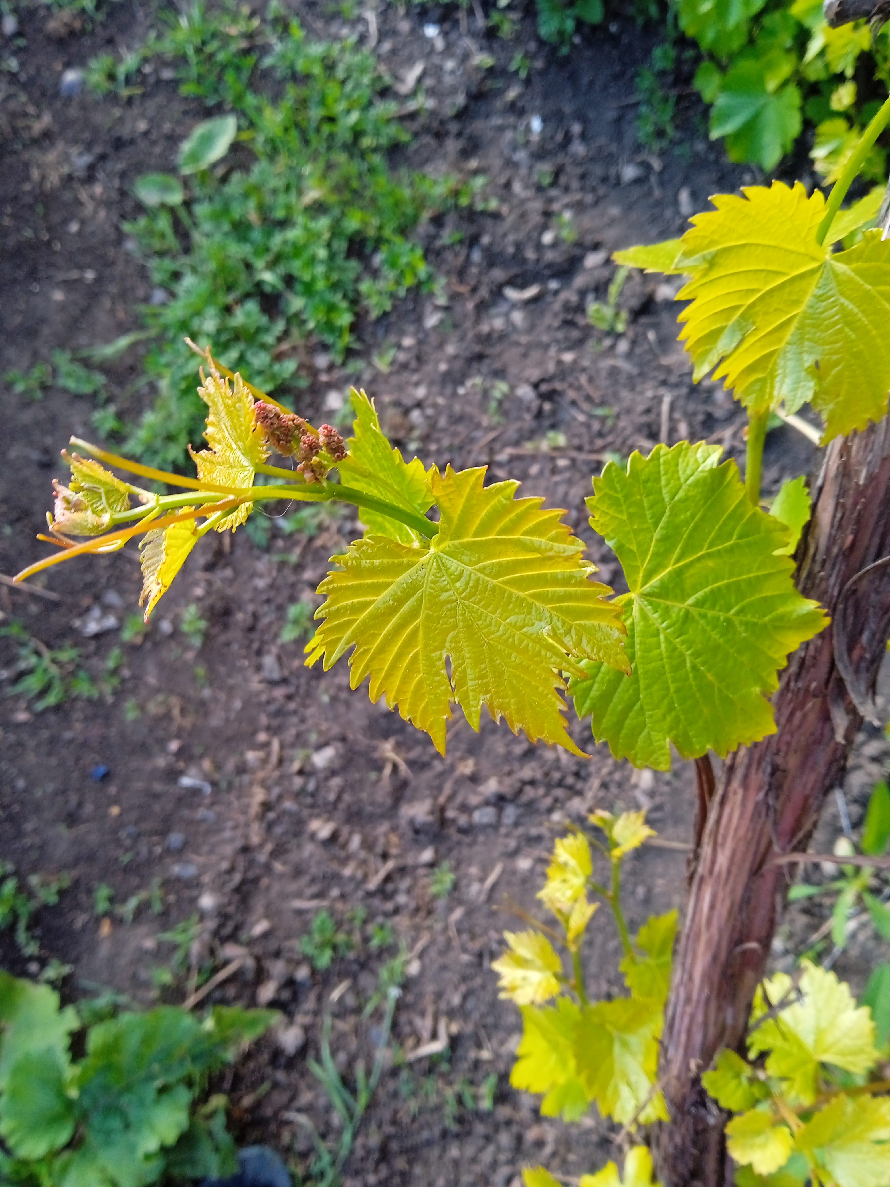 Фотоквест з зарубіжної літератури Денисенко Тимофій 6-Б by Denusenko Tumofiy - Ourboox.com