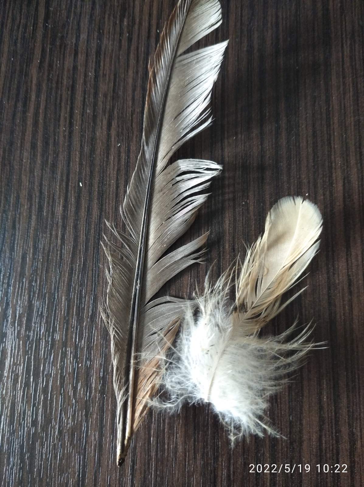 Фотоквест з зарубіжної літератури Денисенко Тимофій 6-Б by Denusenko Tumofiy - Ourboox.com