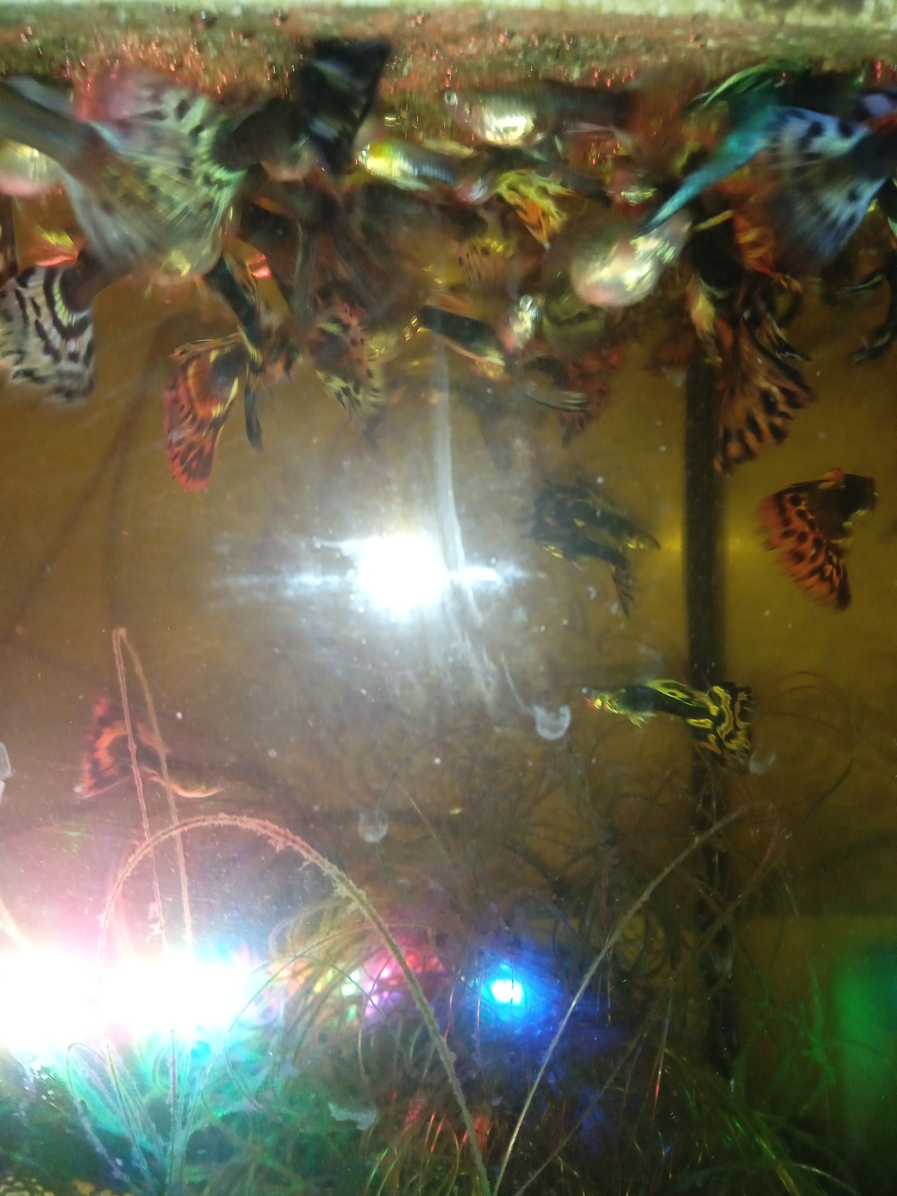 Фотоквест з зарубіжної літератури Денисенко Тимофій 6-Б by Denusenko Tumofiy - Ourboox.com