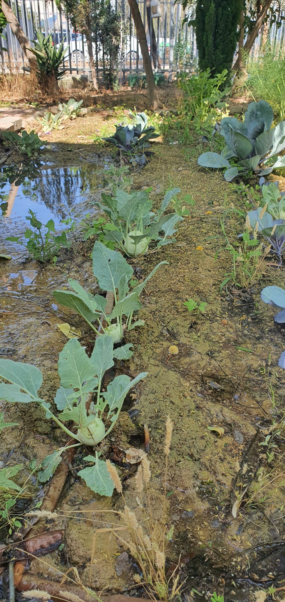 פעיליות עבודת ילדי הגן בגינה by MONA - Ourboox.com