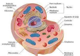 LA CELLULA by Preda - Ourboox.com
