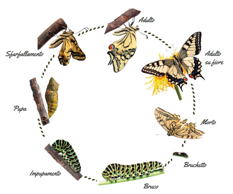 IL MACAONE by chiara dellaglio - Illustrated by Chiara - Ourboox.com