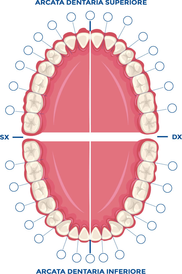 LE ARCATE DENTALI by Alessandra Antinoro - Illustrated by Alessandra  - Ourboox.com