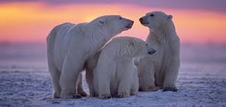 ملائمه الكائن الحي لبيئته by kinan abukaf - Ourboox.com