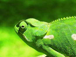 تكيف الحرباء by ghina natsha - Ourboox.com