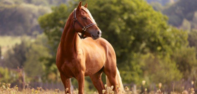 تكيف تركيبي by hala - Ourboox.com