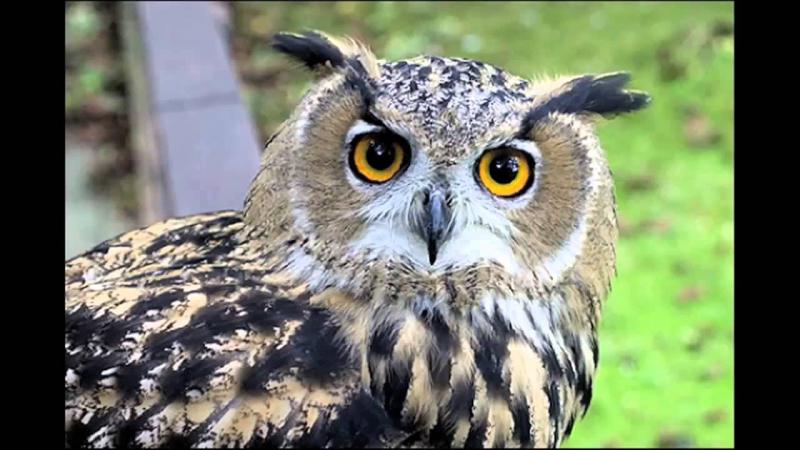 البومة by khalid Ilayan - Ourboox.com