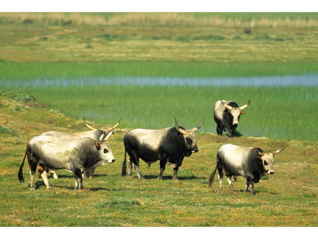 Toscana by Francesca D