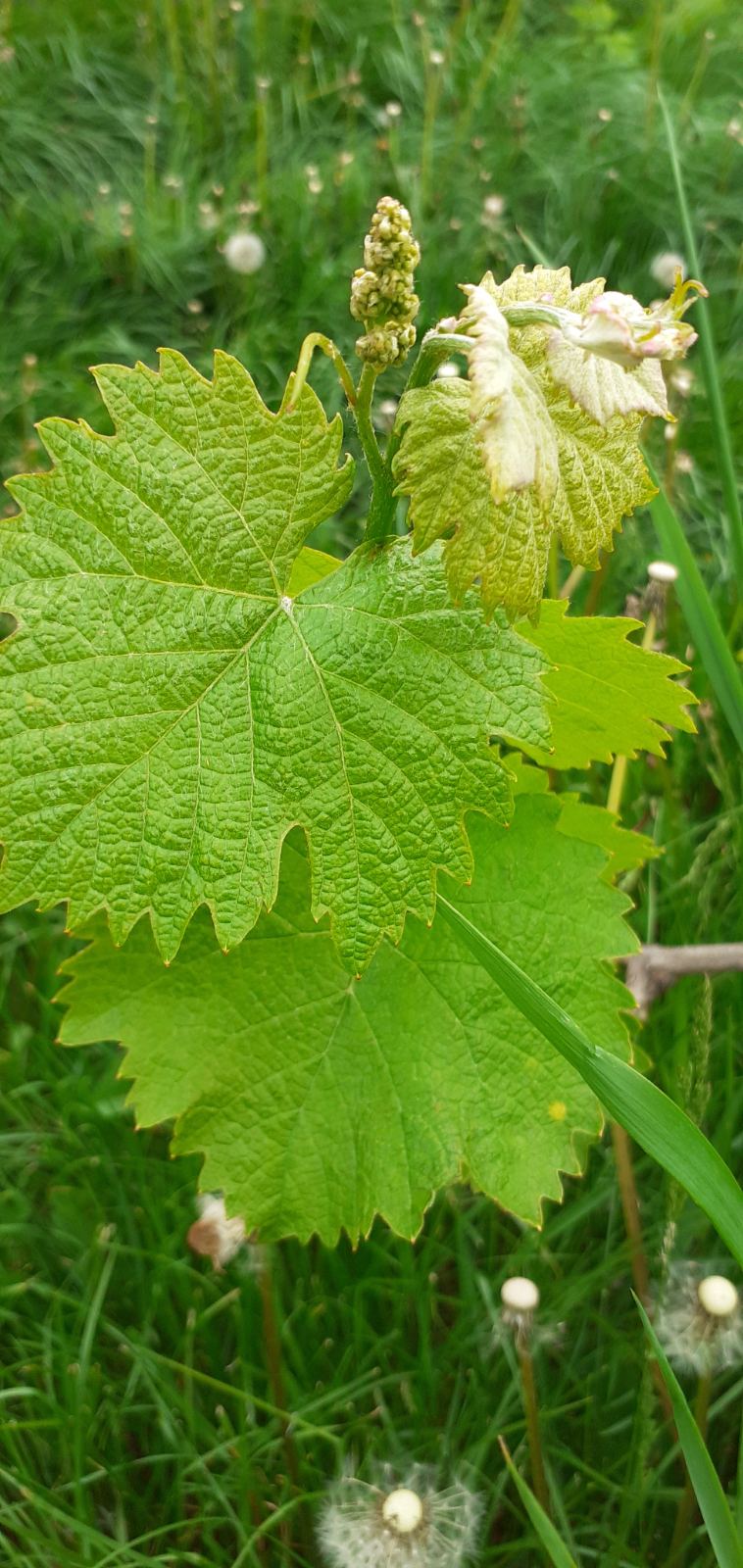 Фото квест з зарубіжної літератури Гулько Єгор 6-Б by Gulko Ehor - Ourboox.com