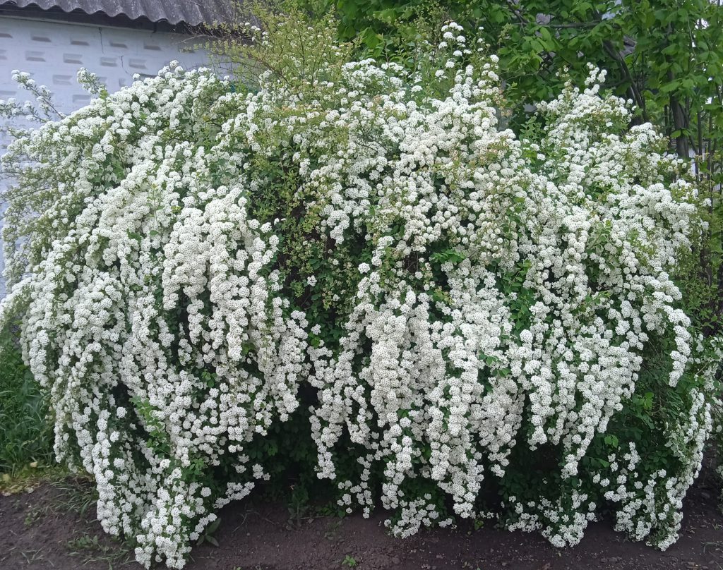 фотоквест з зарубіжної літератури учениці 6-а классу Ніколенко Настя by Nastay nikolenko - Ourboox.com