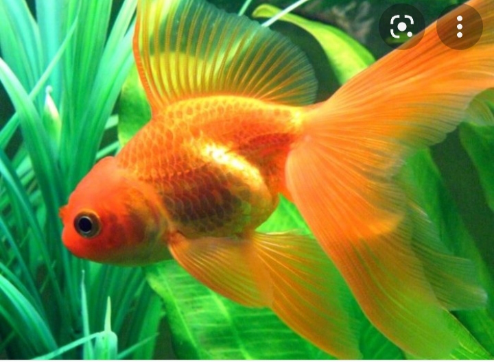 фотоквест з зарубіжної літератури учениці 6-а классу Ніколенко Настя by Nastay nikolenko - Ourboox.com