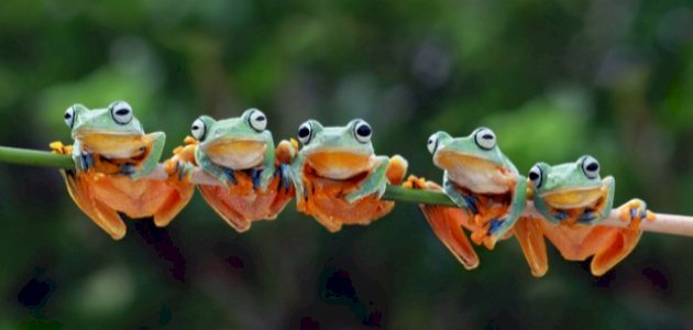 طرق التكيف عند الضفدع by Dareen - Ourboox.com