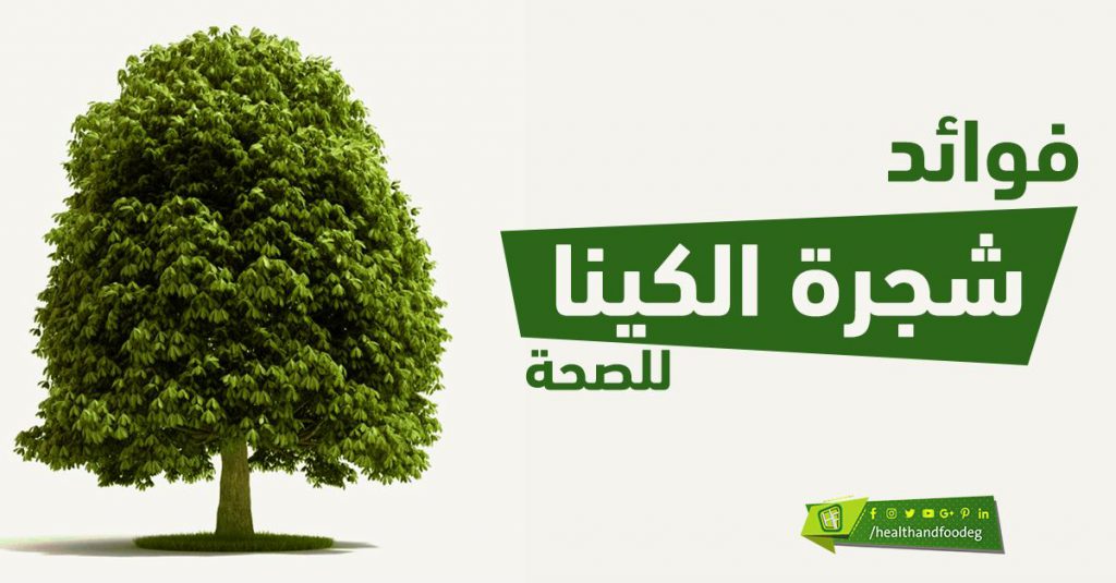 التكيف التركيببي لشجرة الكينا by zaidahmad - Ourboox.com