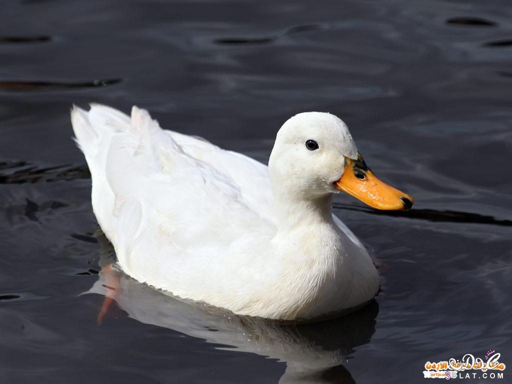 تكيفات by alibashete - Ourboox.com