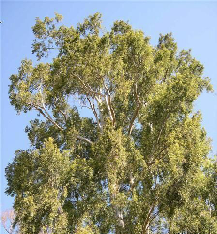 التكيف التركيببي لشجرة الكينا by zaidahmad - Ourboox.com